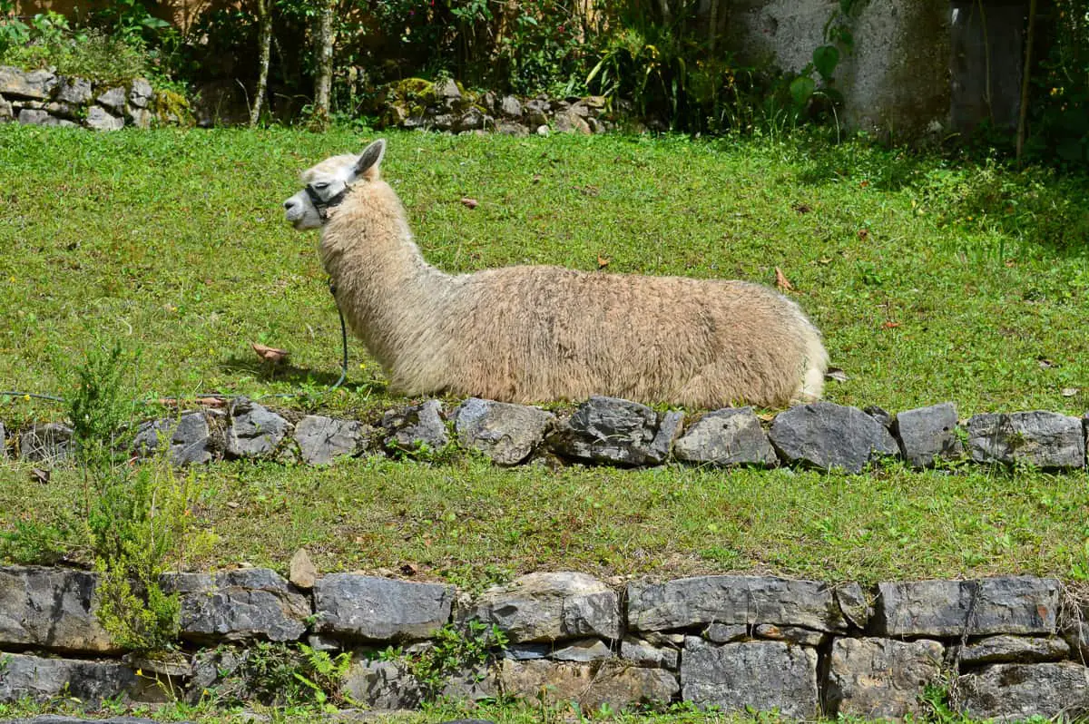 Alpaca lying down on a grass field. Little Inca stairs visible, too. Alpaca is white and fluffy.