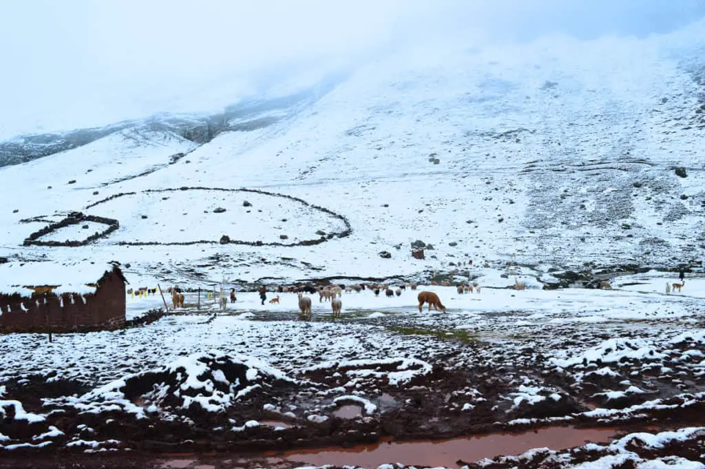Small farm in the Andean mountains of Peru. Snowy background and a few alpacas walking around. The majority of alpaca wool is sourced from South America: Peru has the highest population of alpaca and is the main exporter of wool and Bolivia is home to the second largest population of alpaca.