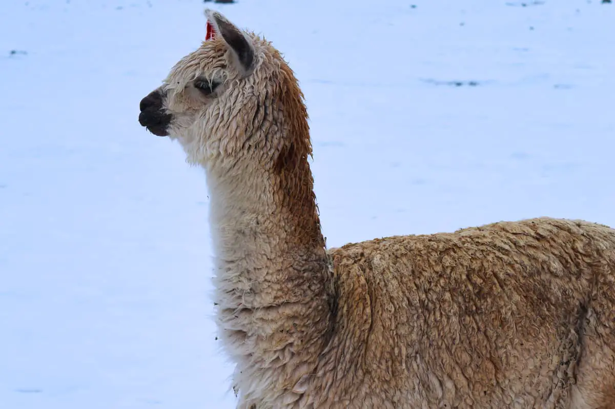 Cute alpaca standing in the snow. Animal is white but slightly dirty. White snowy background.