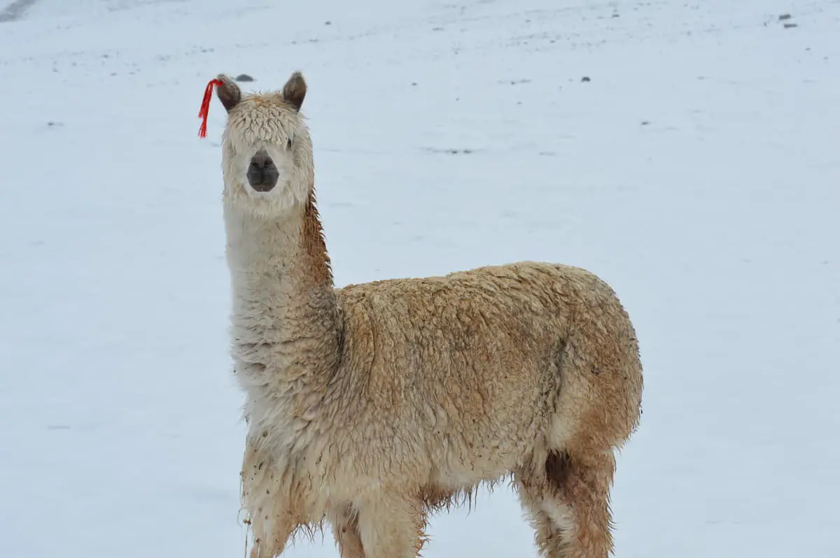Beautiful alpaca with small ear decoration. He is standing the snow, in his natural habitat in the andes. He is white and fluffy.