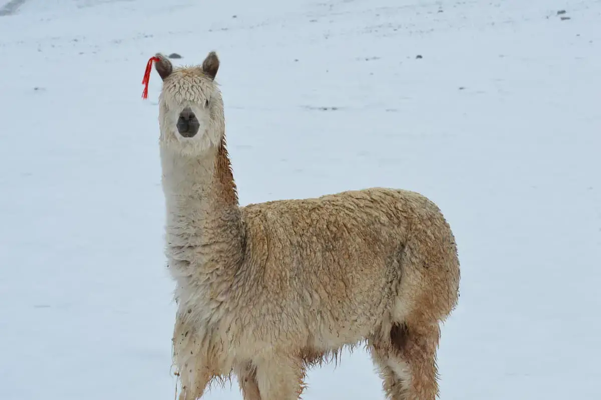 Is Alpaca Wool Warm? (And How Warm Is It) – Yanantin Alpaca Is Alpaca Wool Warm? (And How Warm Is It) – Yanantin Alpaca