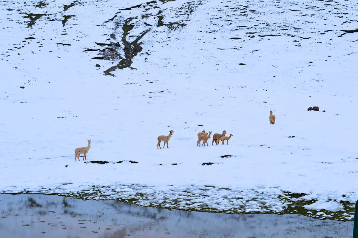 Herd of farmed alpacas in their natural habitat in the Andean Highlands of Peru. 5 White alpacas walking in the snow.