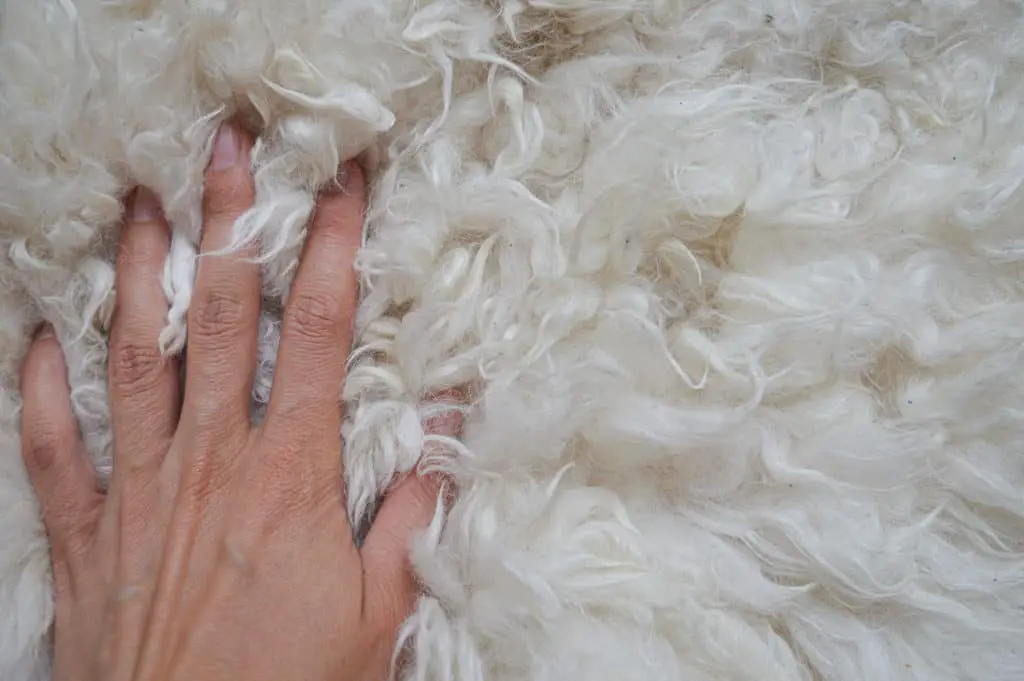 Hand touching an alpaca skein. Soft and fluffy fur surrounding the fingers.
