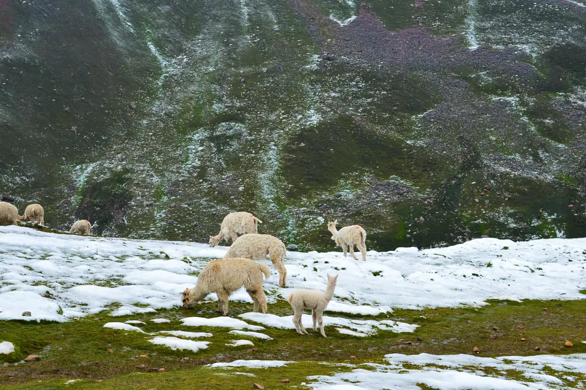 White alpacas in their natural habitat. Andean mountains with snow and grass. Herd of 7 alpacas.