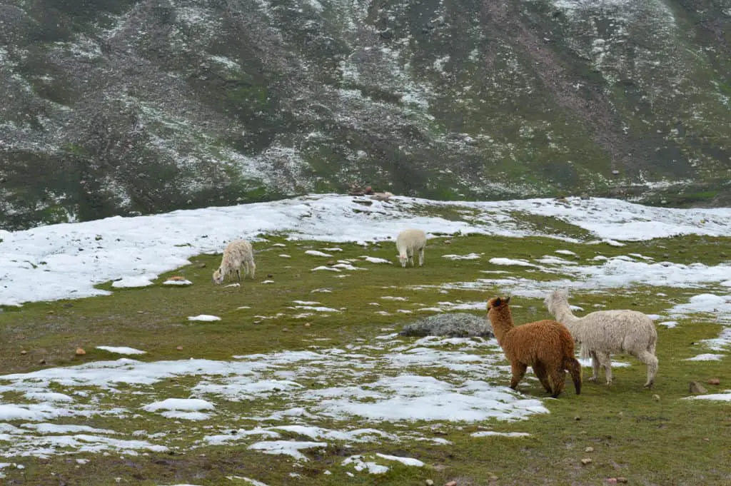 White and brown alpacas walking in their natural habitat. Andean grassland with snow and mountains in the background.