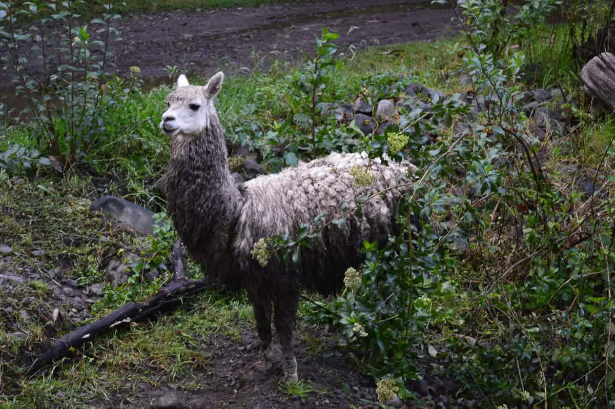 Dirty alpaca in nature, in his natural habitat. The animals has dirt in his fur.