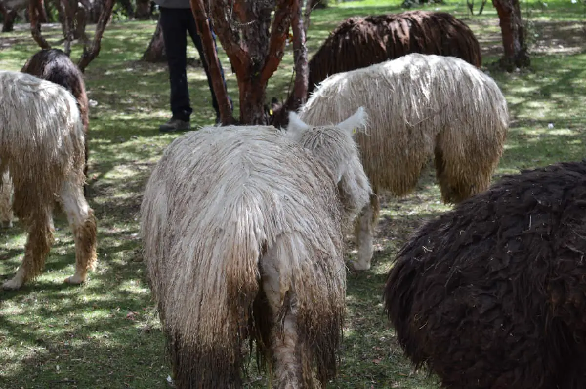 Suri Alpaca from behind, dirty fur with vegetable matter and dirt. Animal is eating with its herd.