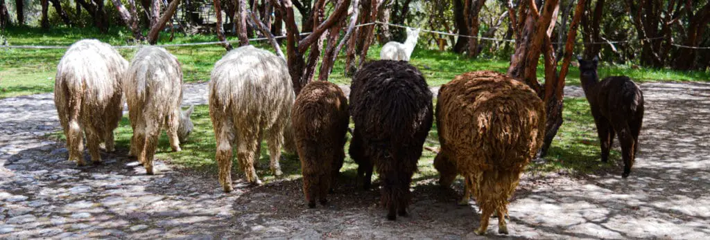 Bunch of camelids grazing grass in a local park in Cusco, Peru. You can see Suri and Huacaya alpacas and llama's in different shades of whiteborwn and black. 