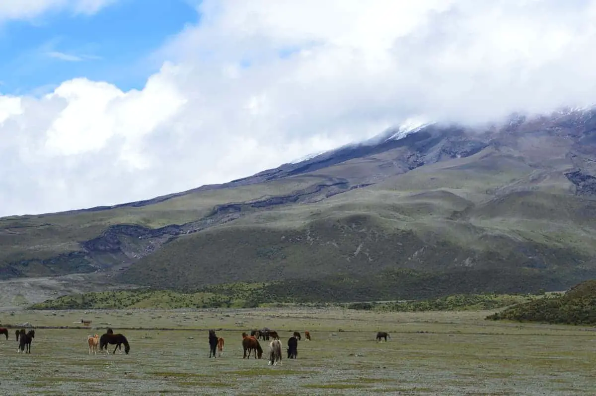 Andean landscape with alpaca grazing in their natural habitat. They are dark brown and there are about 8 alpacas. You can see the grassland and the mountains in the background.