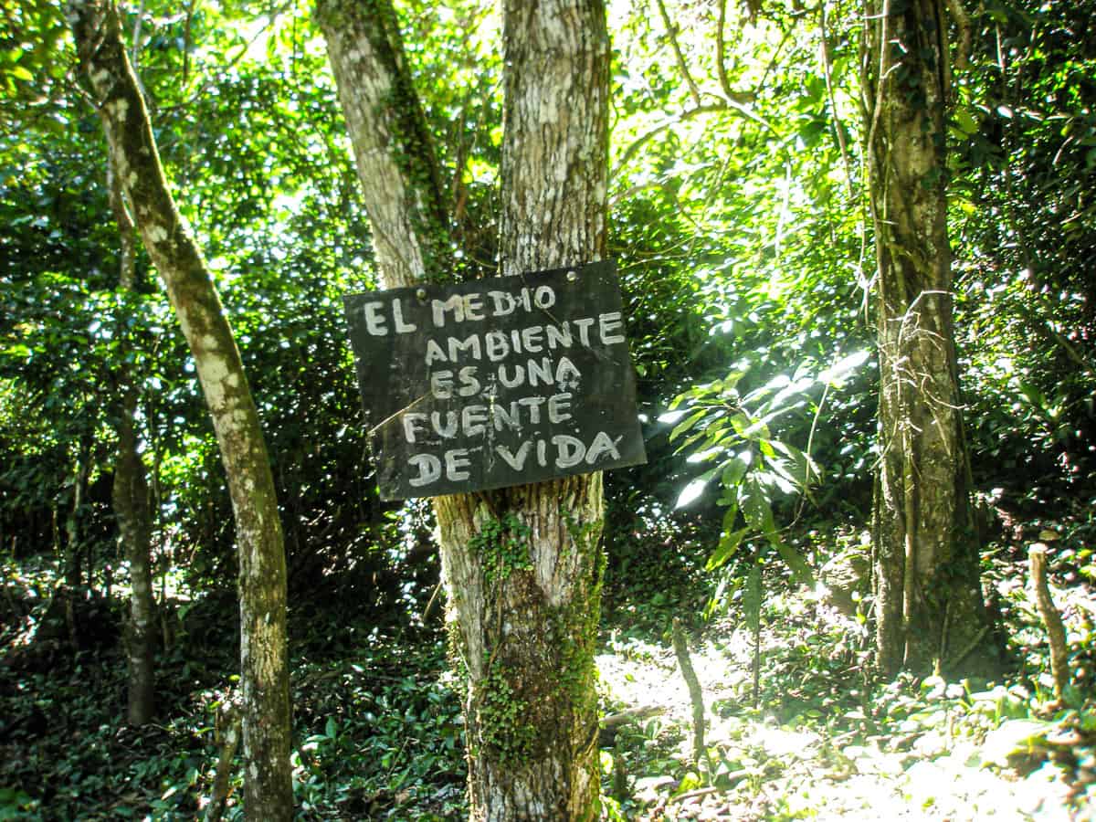 Jungle with a handmade sign saying: "The environmente is a source of life".