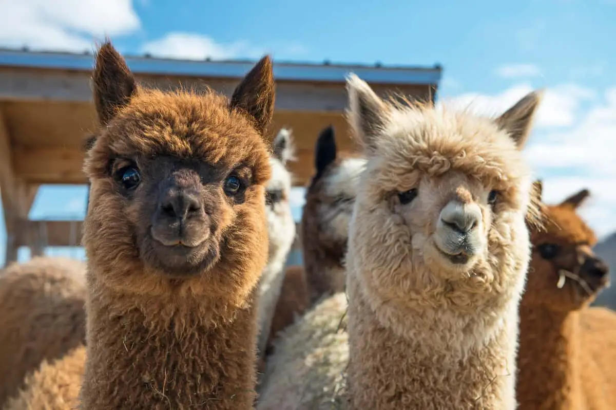 The alpaca is a South American camelid.