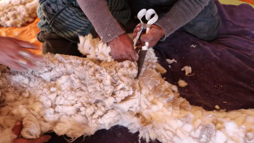 Alpaca being shorn manually with special shearing scissors. You can see the shorn neck of the animal thogether with the hands of an indigenous woman. 