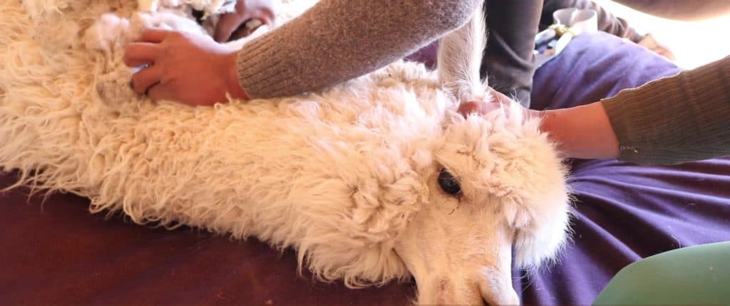 Alpaca is getting ready for shearing. You can see it laying on the floor on top of a sack to collect the wool. The white alpaca is restrained by a woman's hands. 