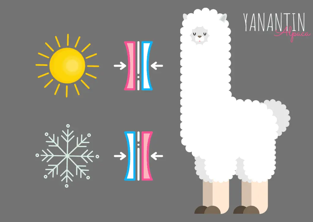 Alpaca woolen garments are very adaptable, as their main feature is to maintain your body temperature. This means that when it is hot, it will cool you down, and when it is cold, it will warm you up. 