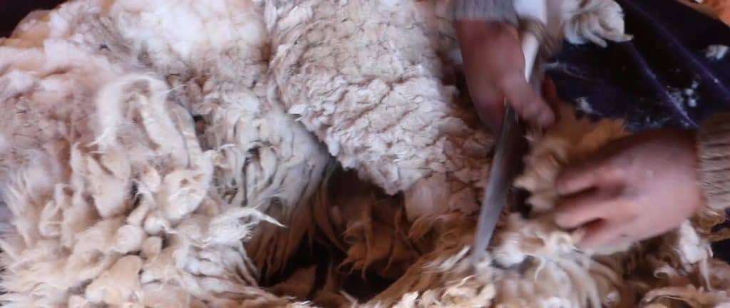 Picture of an alpaca being shorn with special scissors. You can see the white alpaca and hands working on cutting off the fleece. 